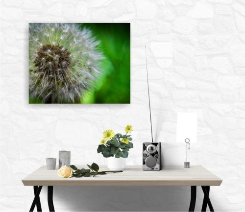 Vászonkép "Pitypang"