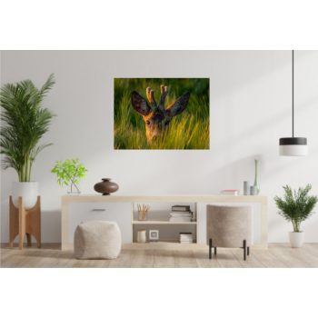 Vászonkép "Őzbak"