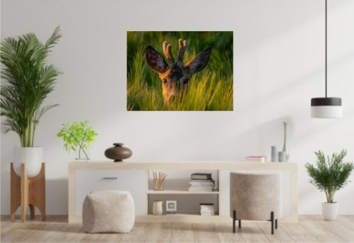Vászonkép "Őzbak"