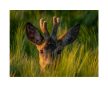 Vászonkép "Őzbak"