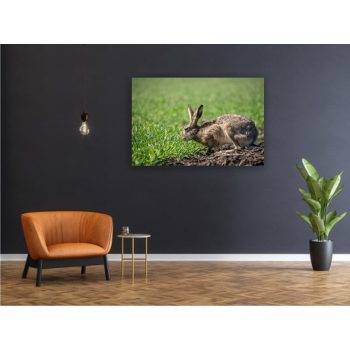 Vászonkép "Vadnyúl"